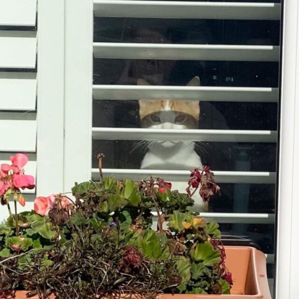 white and orange cat peeking out of blinds and the photo taken from the outside