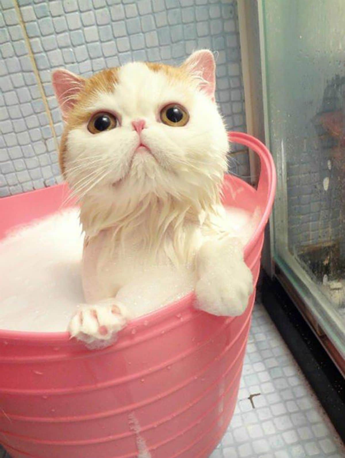 white and orange cat sitting up in a pink bucket filled with soapy water