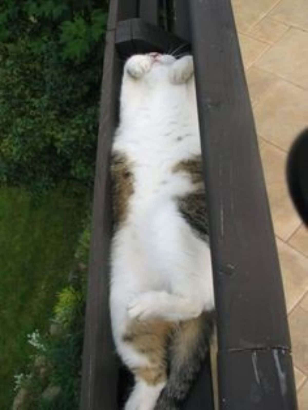 white and orange cat sleeping belly up inside a black gutter