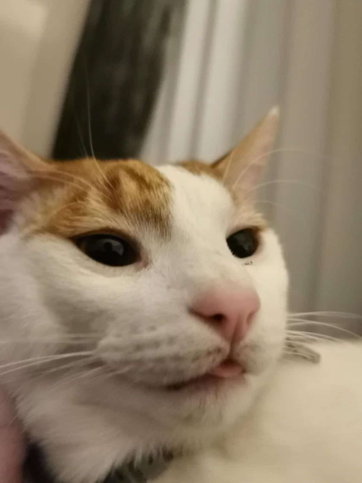 white and orange cat with the tongue sticking out slightly