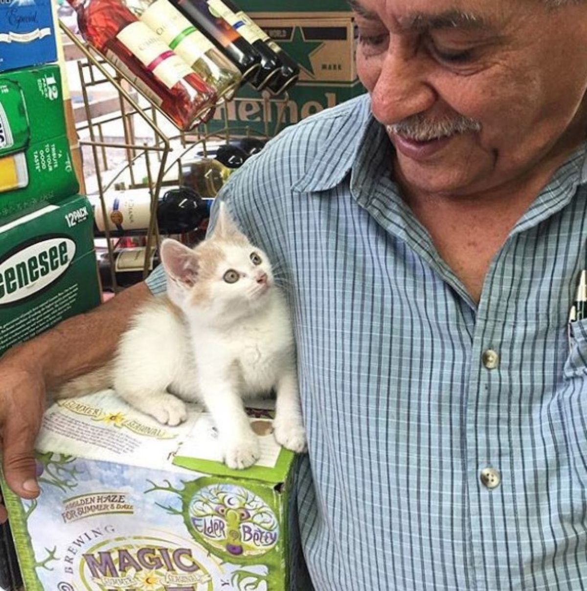 white and orange kitten sitting on a box and being cuddled by an old man