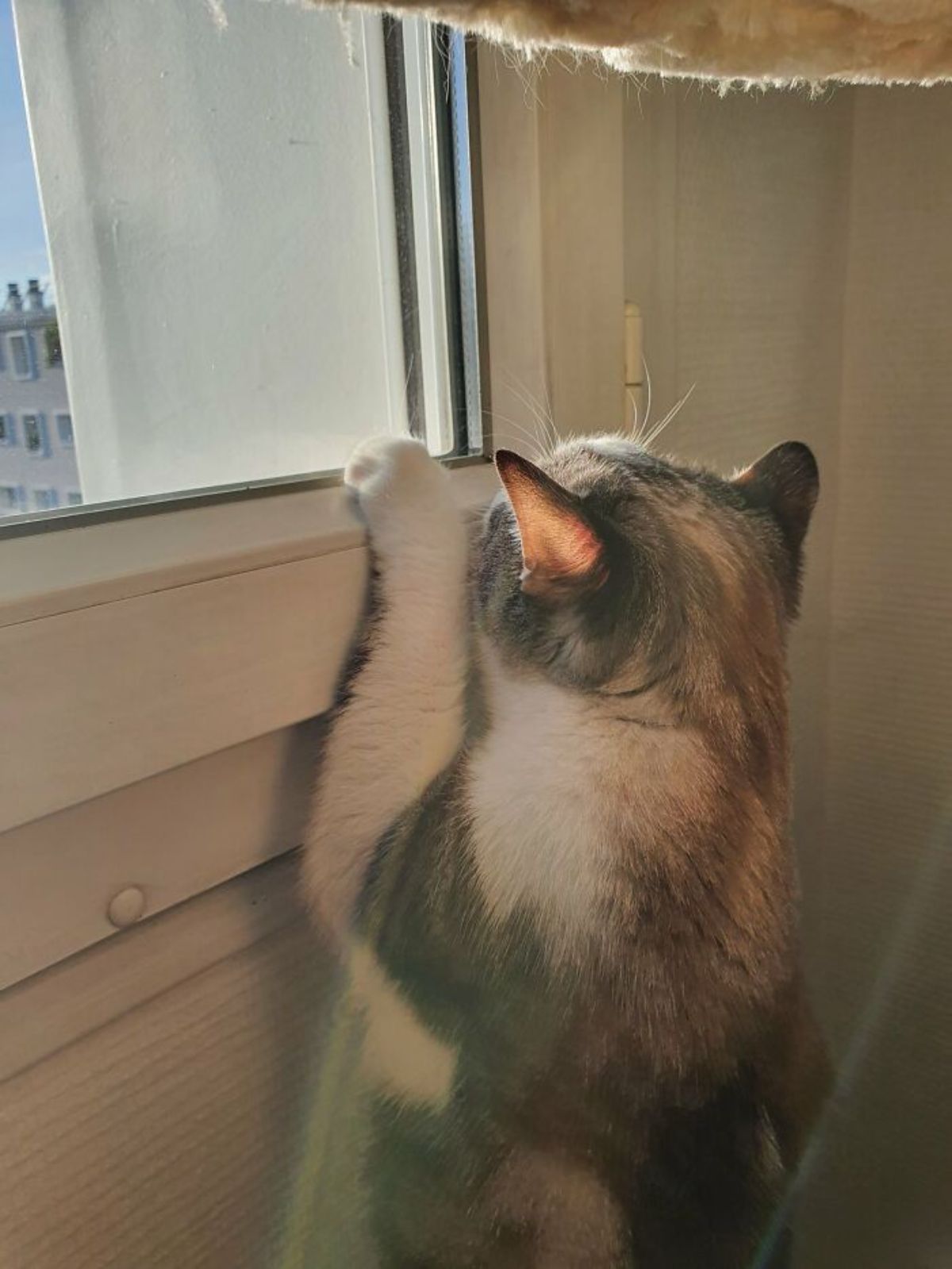 white black and brown cat standing on hind legs and trying to peek through a glass window