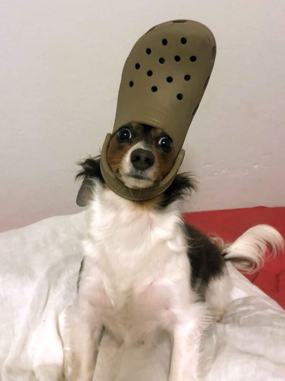 white black and brown dog looking surprised and wearing a khaki crocs slipper on the head
