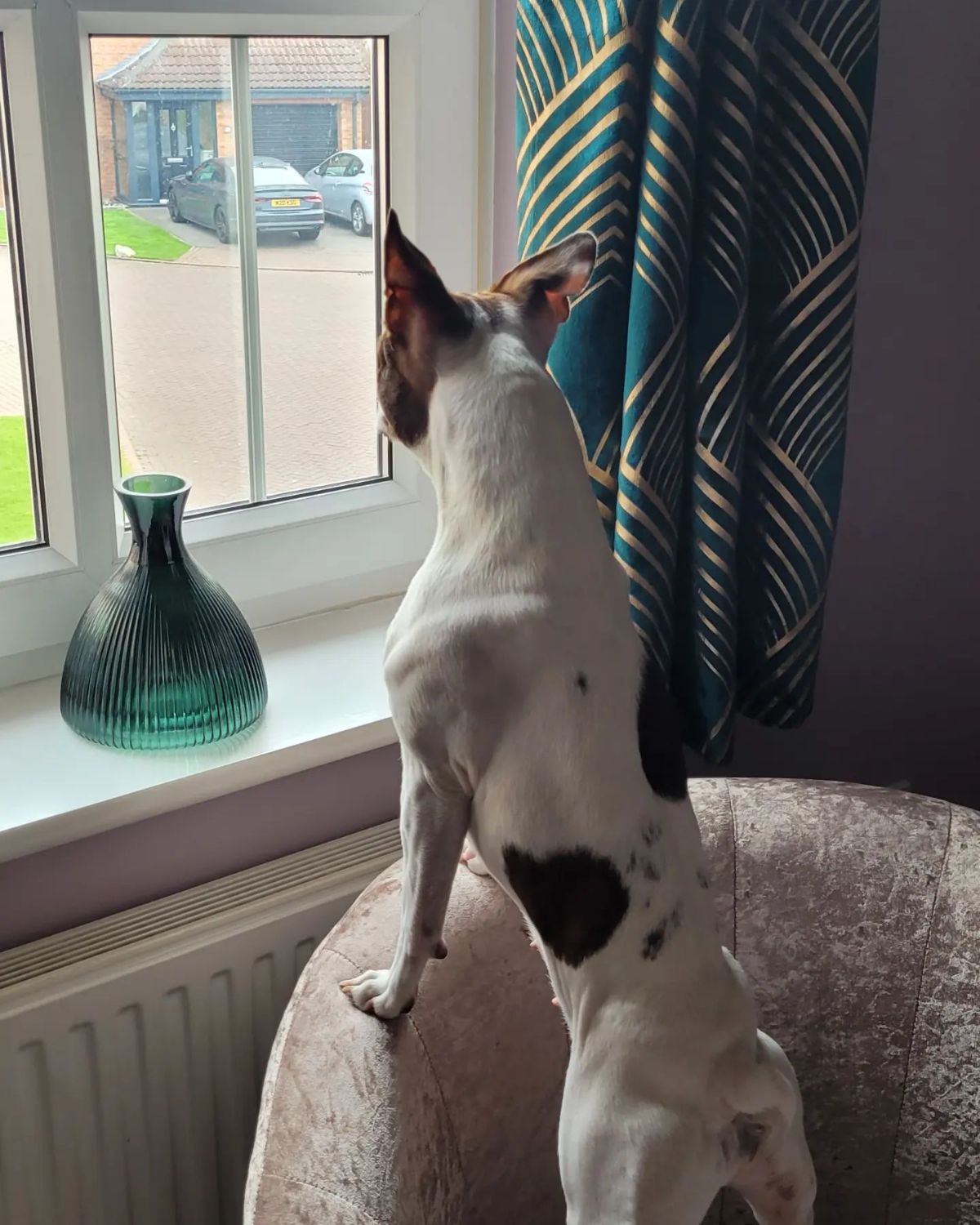 white black and brown dog standing on hind legs on a brown chair and looking out of a window