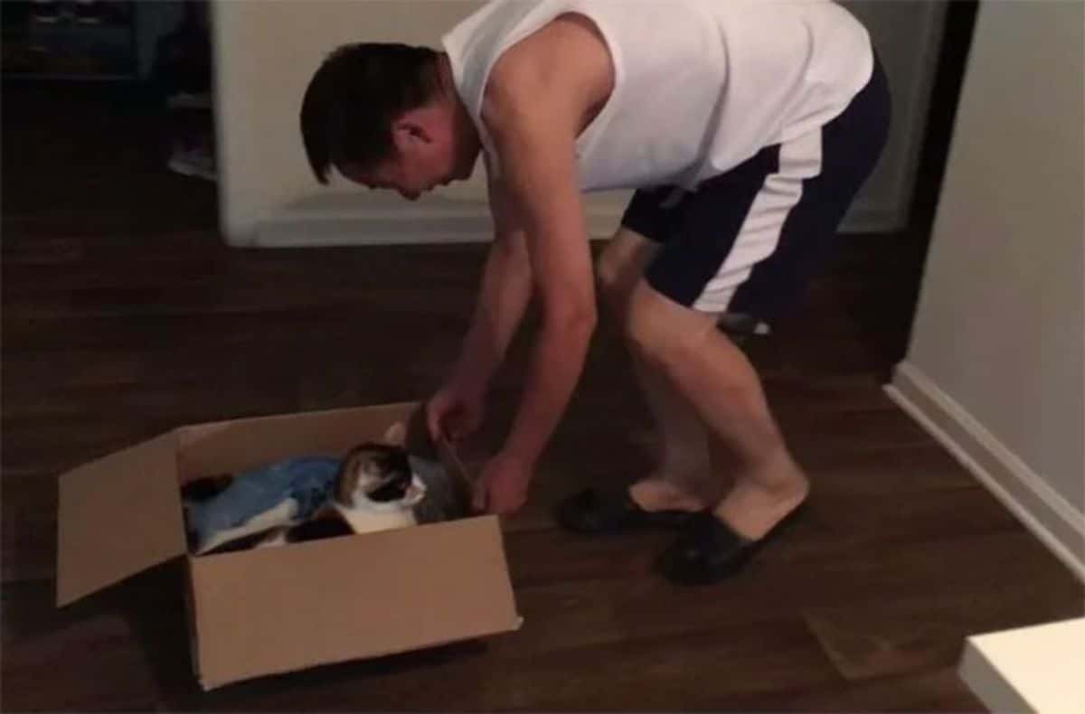 white black and orange cat in a cardboard box and a man pulling it around