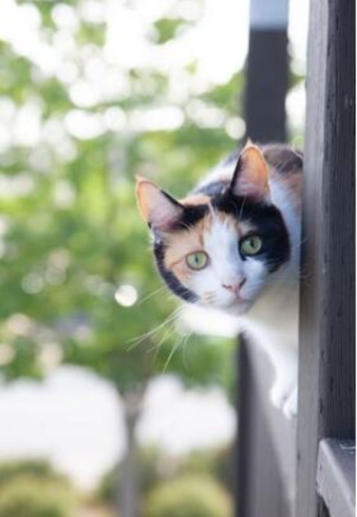 white black and orange cat leaning out of a window and peeking out