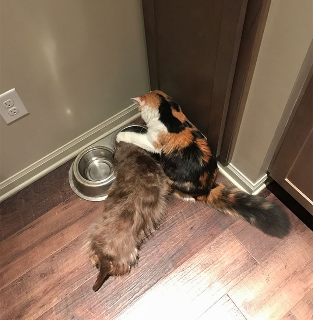 white black and orange cat pushing a fluffy brown dog's face into a water bowl