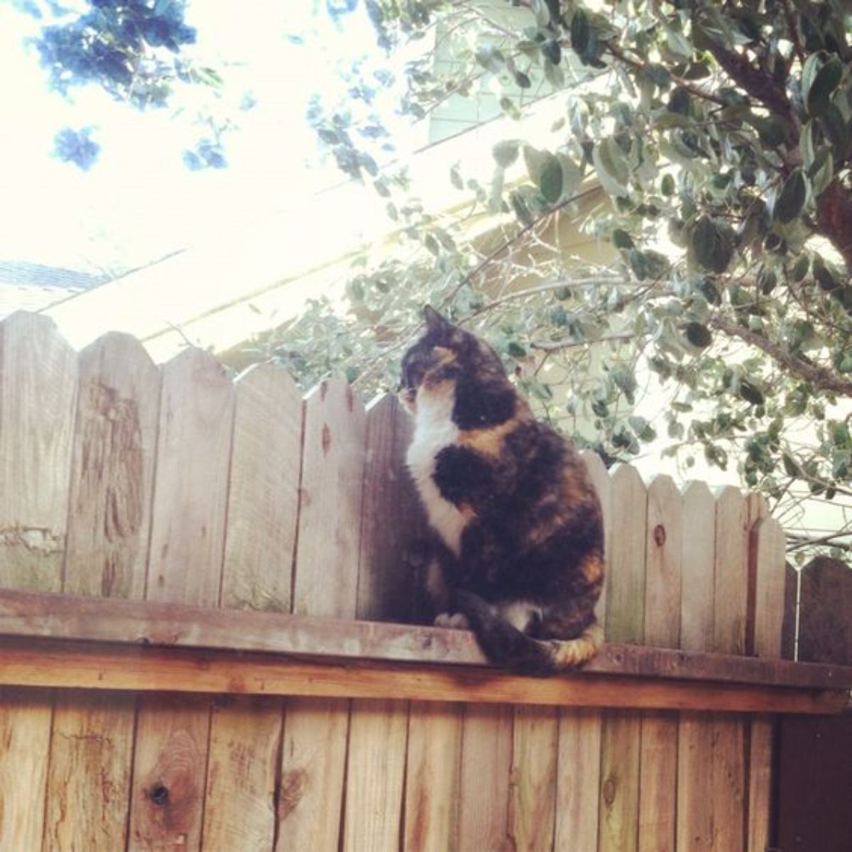 white black and orange cat sitting on the ledge of a wooden fence and peeking over the top