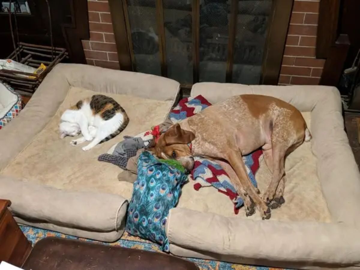 white black and orange cat sleeping on a brown dog bed with a large brown dog sleeping on the brown dog bed next to it