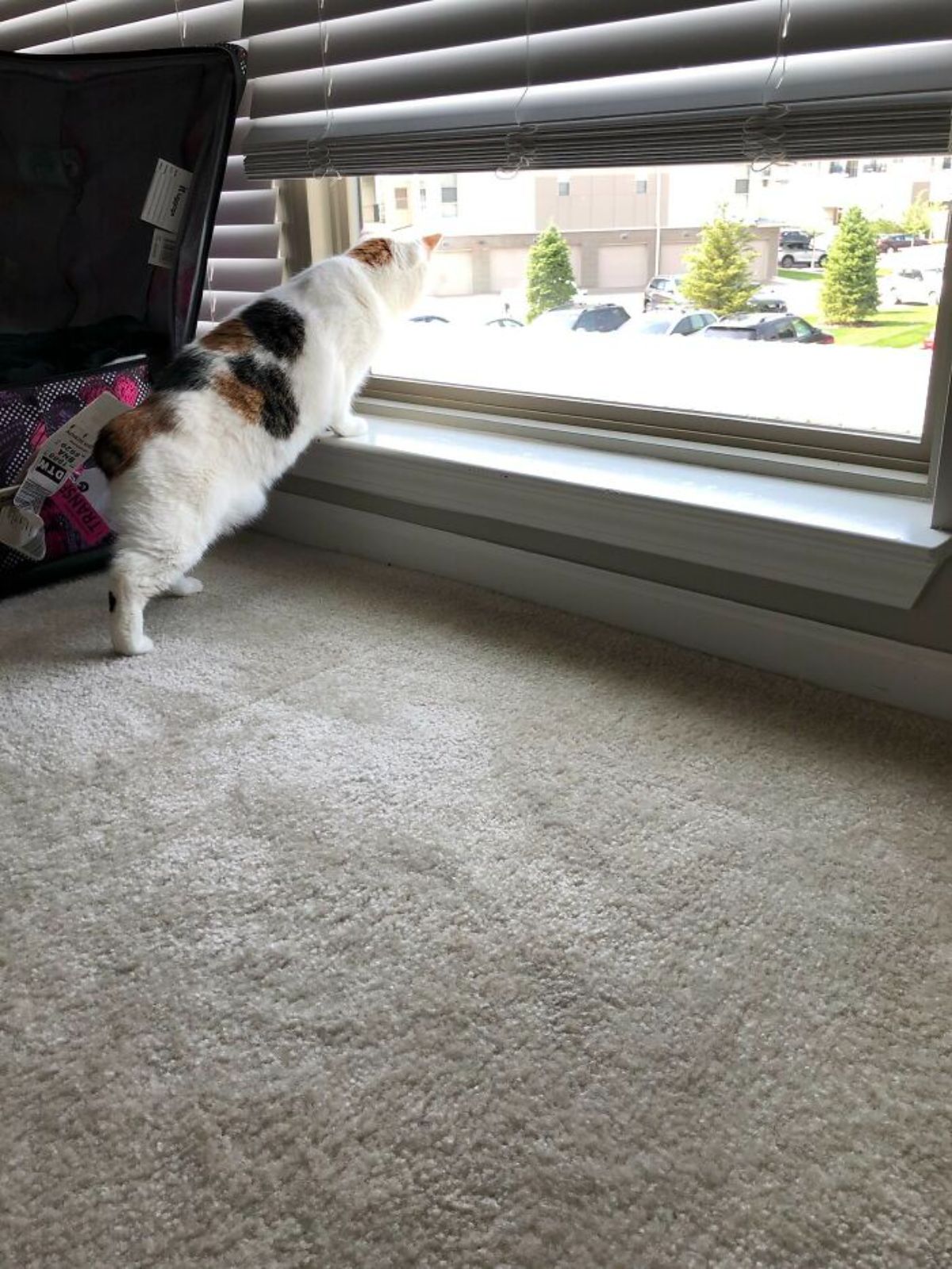 white black and orange cat with front paws on a window ledge and peeking out of the window