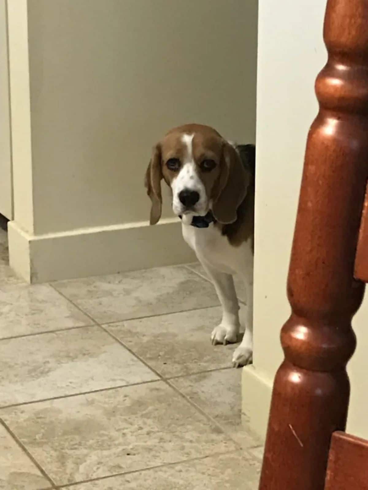 white brown and black beagle standing and looking at the camera around a wall