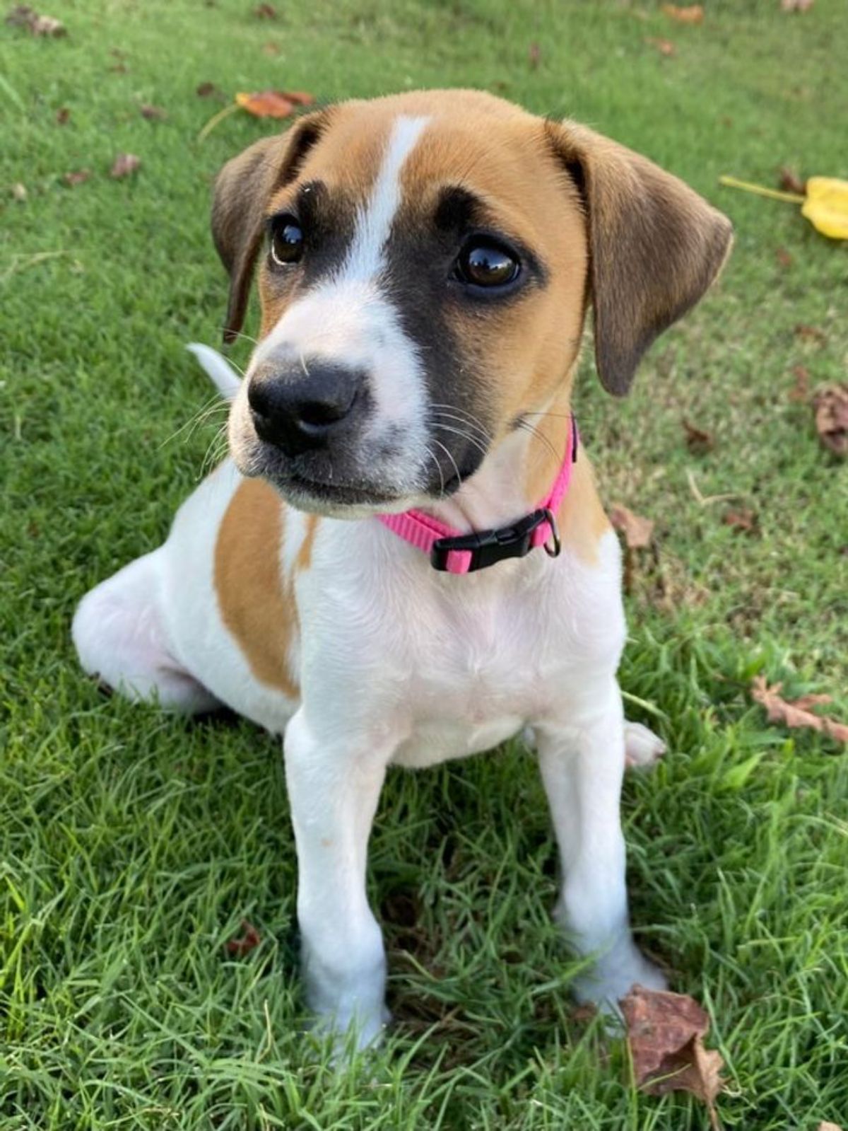 white brown and black puppy in a pink collar sitting on grass