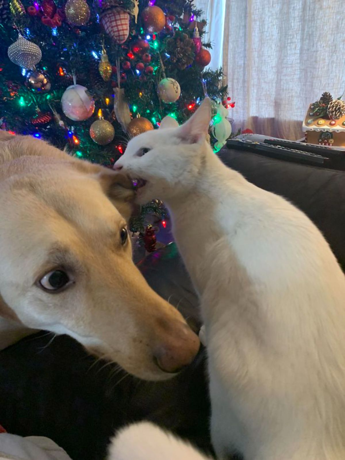 white cat biting a brown dog's ear