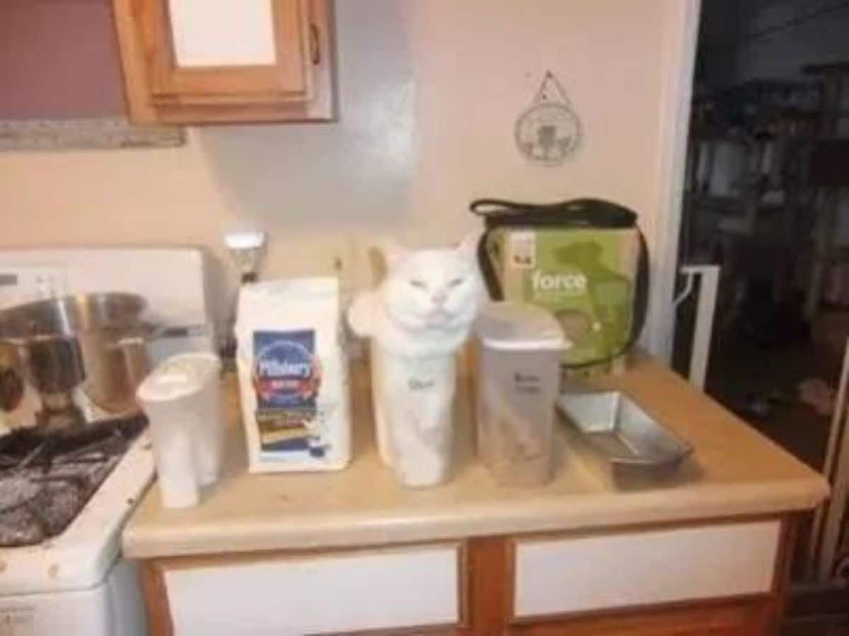 white cat inside a narrow plastic tub for flour