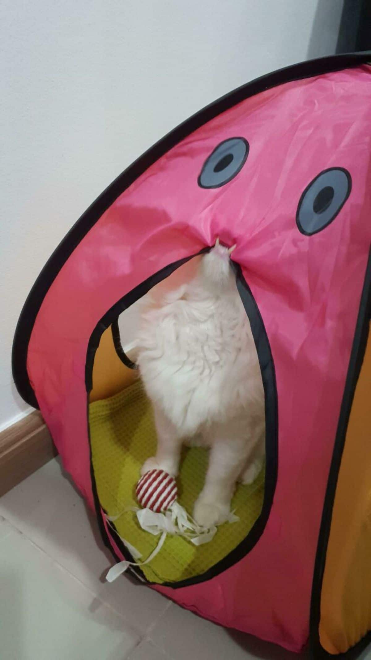 white cat inside pink tent with blue eyes and the cat is biting the tent from the inside with the teeth showing
