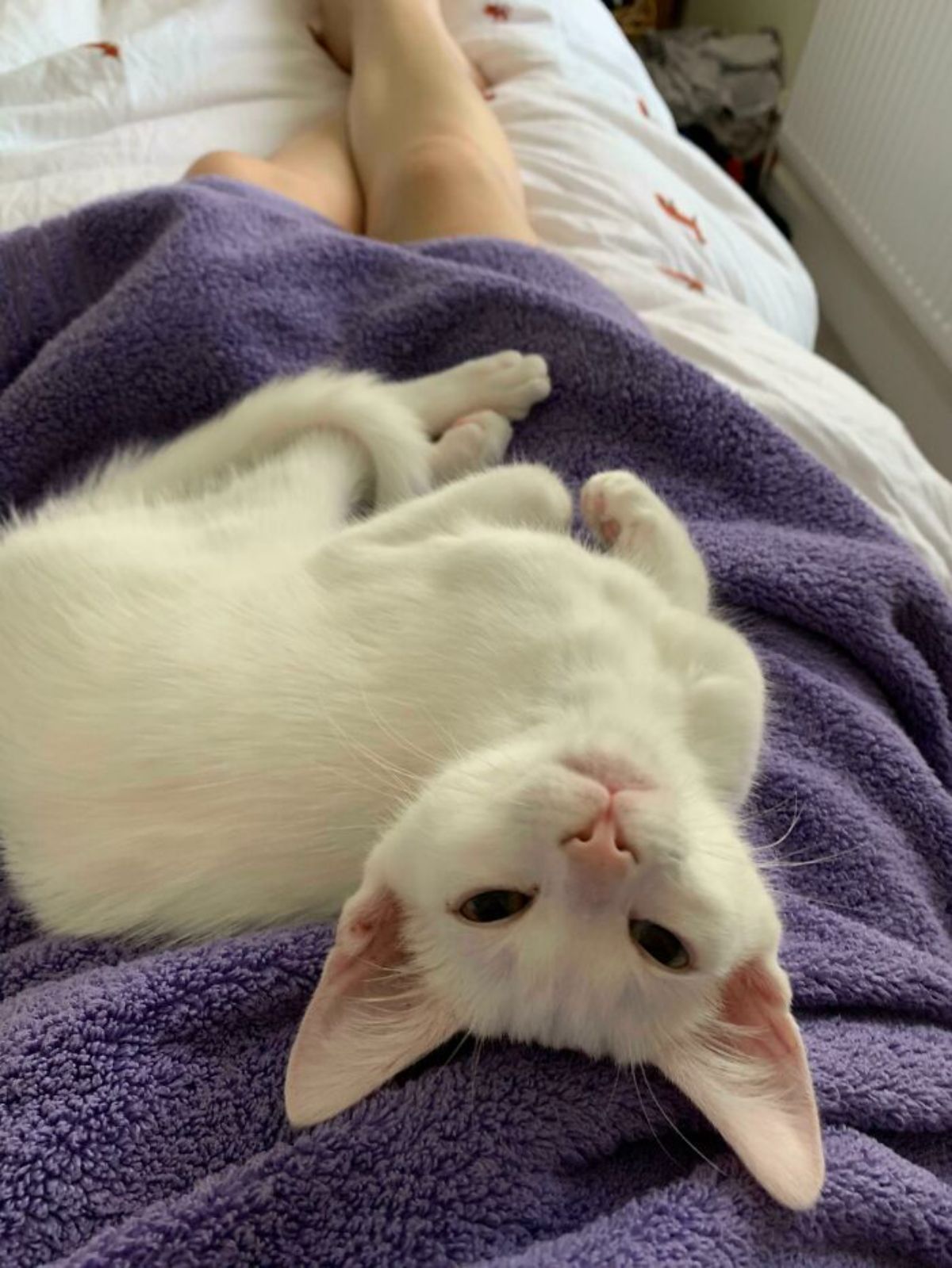 white cat laying on a brown blanket on someone's lap and looking up lovingly