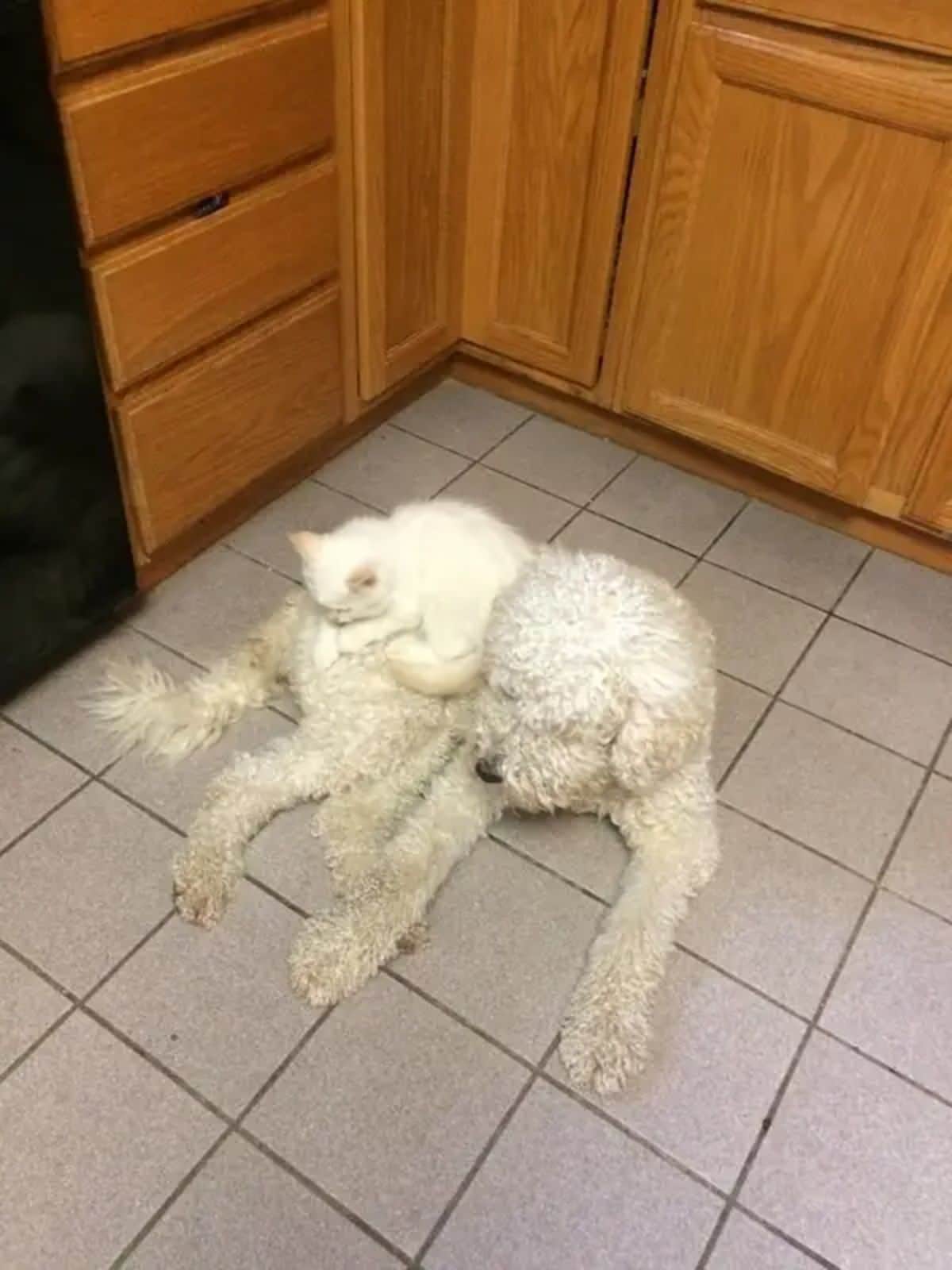 white cat laying on a white poodle