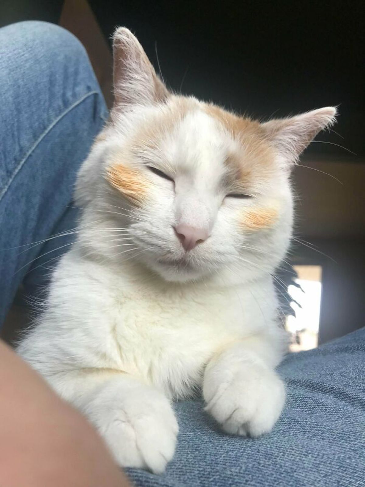 white cat on someone's lap with orange marks on either cheek