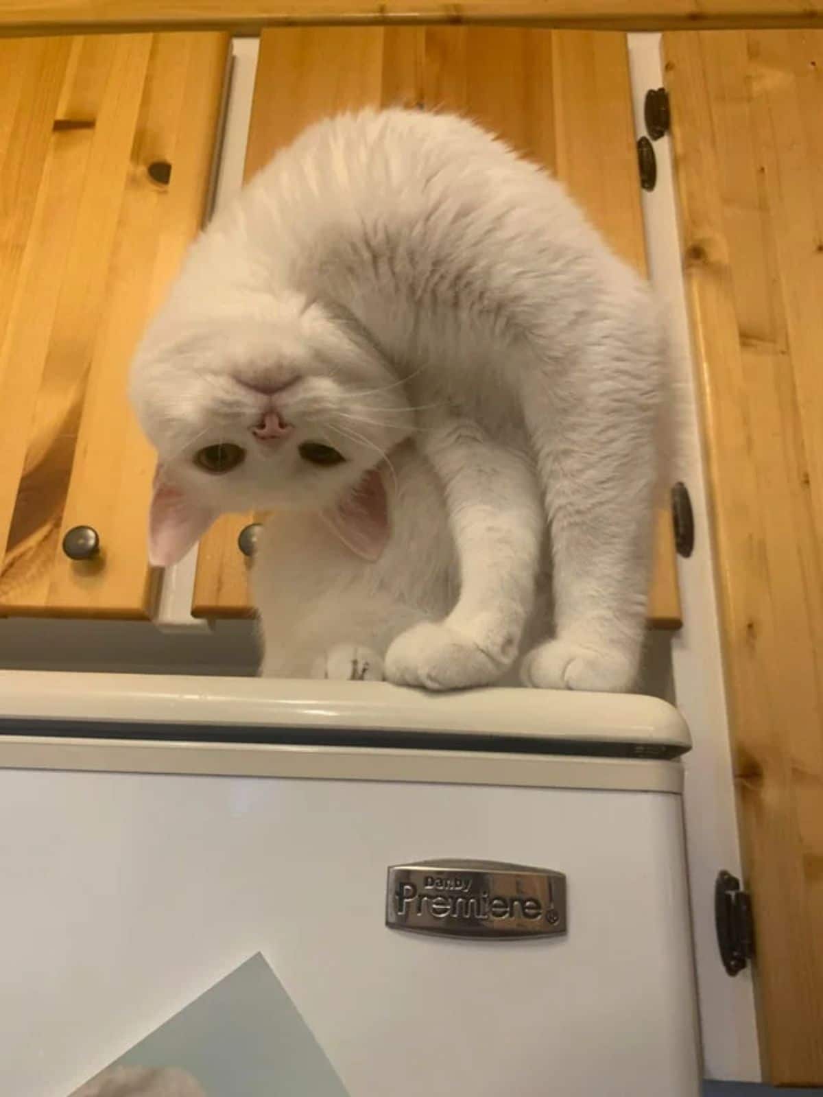 white cat sitting on a white fridge looking down with the head curved to the side and down