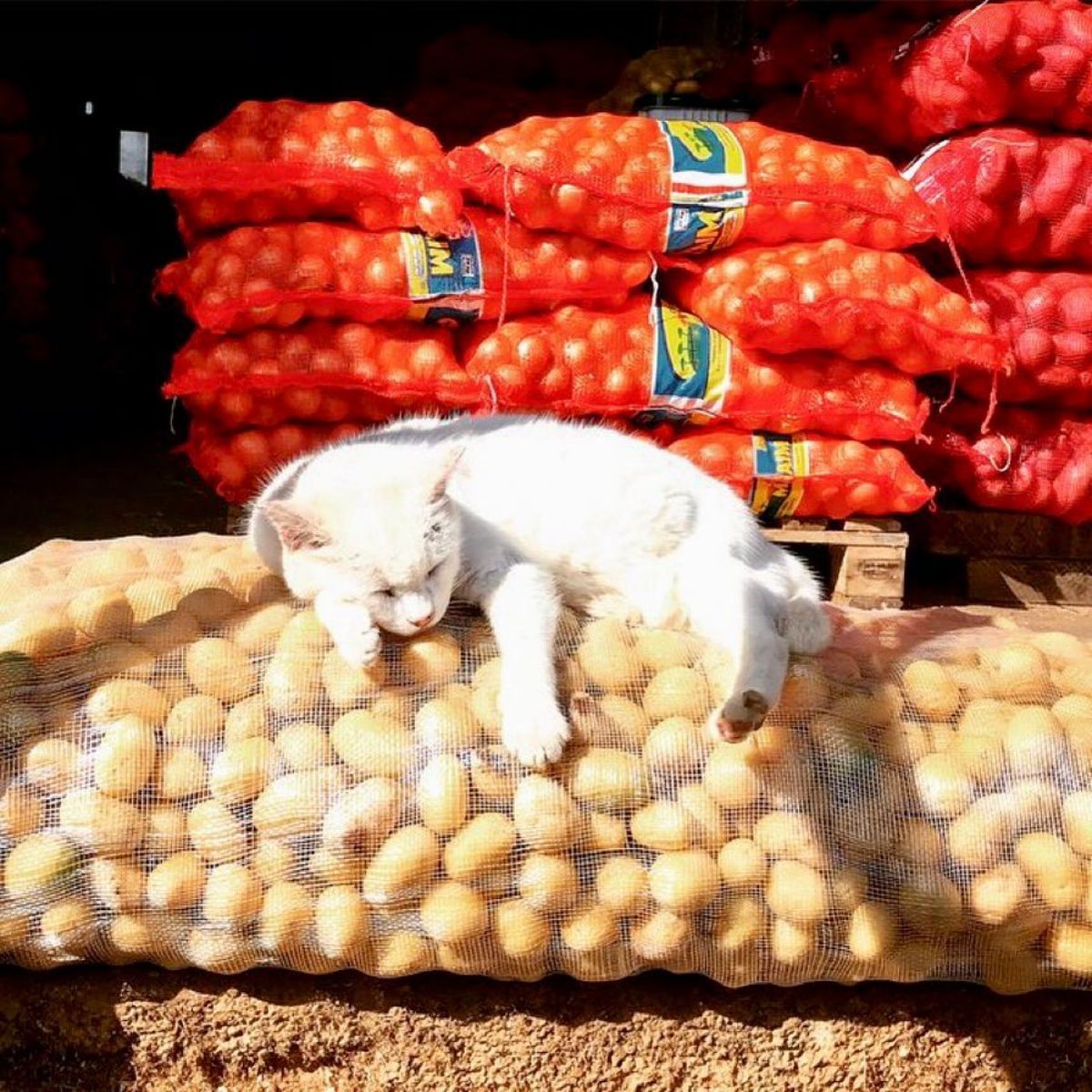 white cat sleeping on packs of potatoes