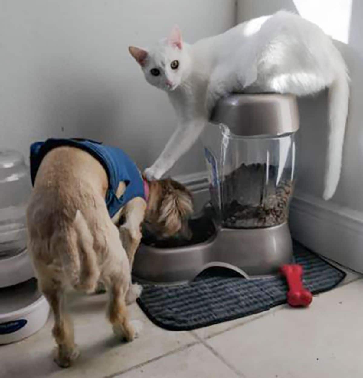 white cat standing on an automatic dog feeder and poking a brown dog while it's eating