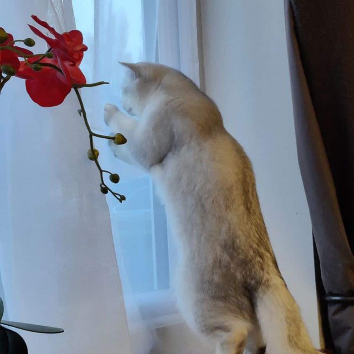 white cat standing on hind legs and looking out of a window