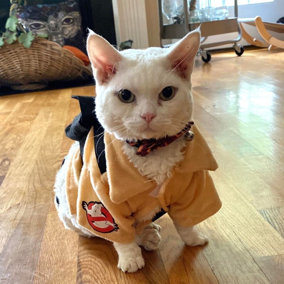 white cat wearing a yellow ghostbusters coat