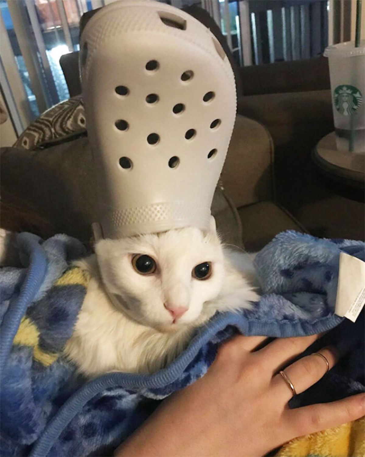 white cat wearing white crocs slipper on the head