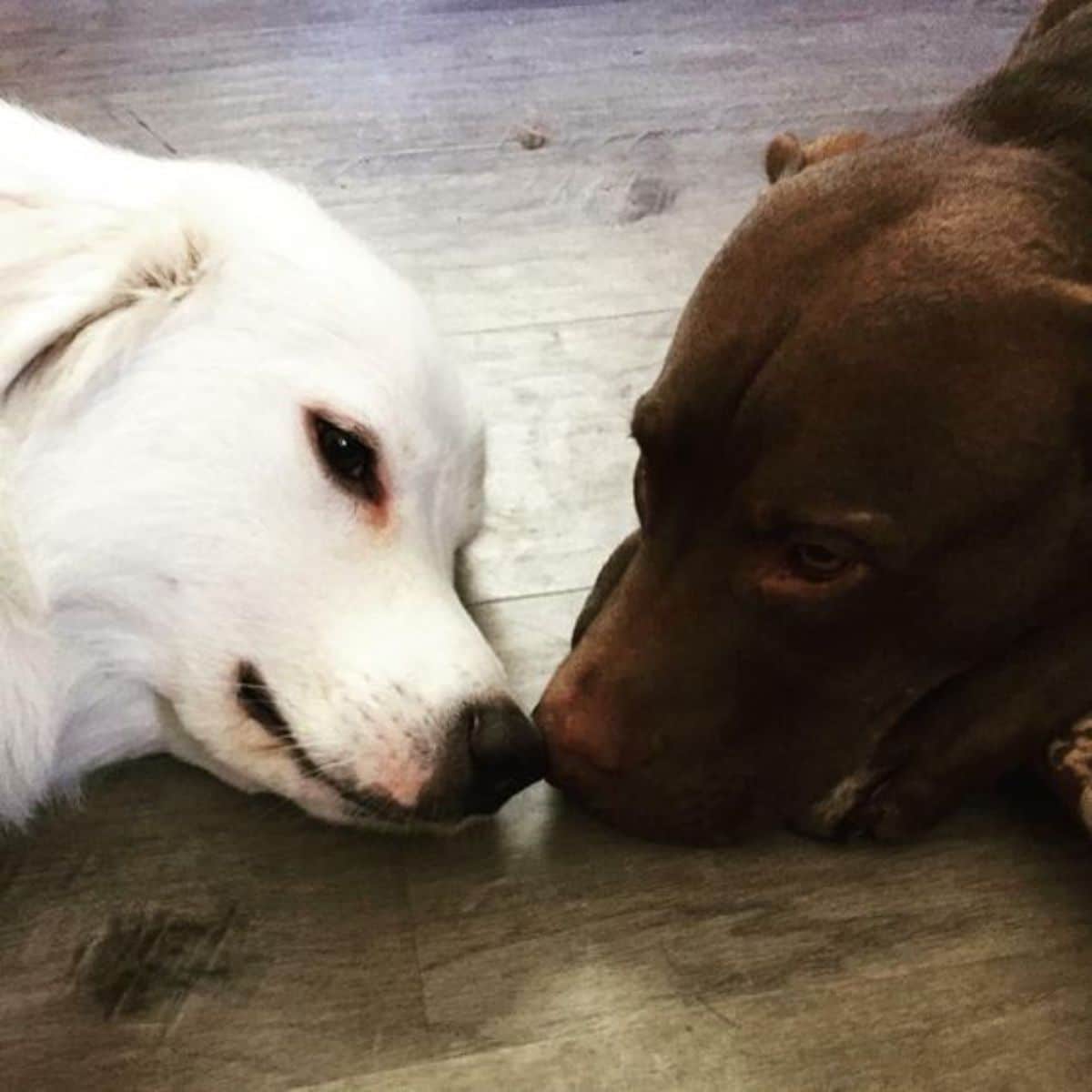 white dog and brown dog laying on the floor with noses touching