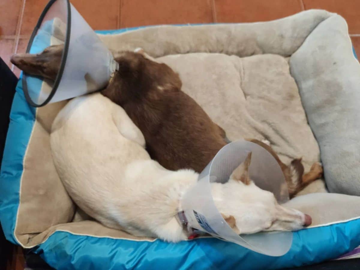 white dog and brown dog wearing transparent cones of shame laying together on a brown and blue dog bed