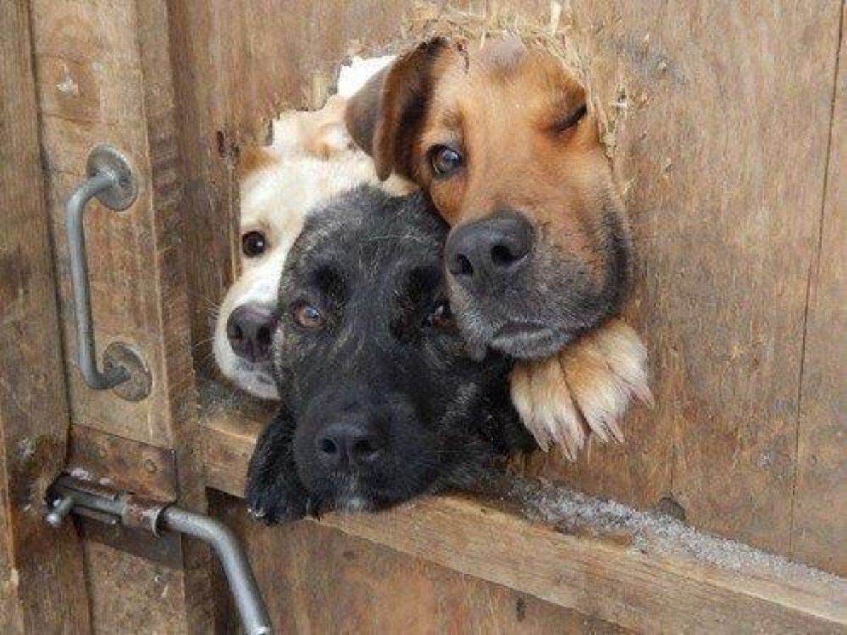 white dog, black dog and brown dog all peeking through a hole in a wooden gate