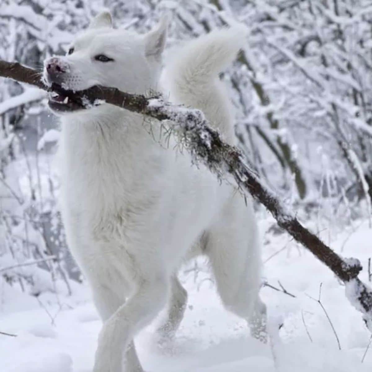 white dog carrying a large stick in snow