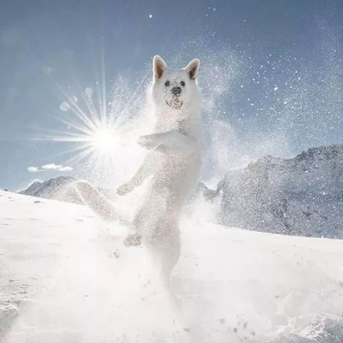 white dog jumping on snow with the sun behind it