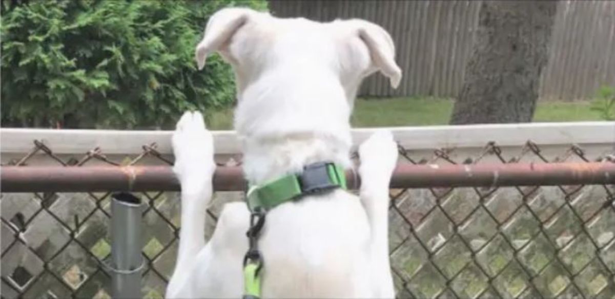 white dog on a leash standing on hind legs and peeking over a fence