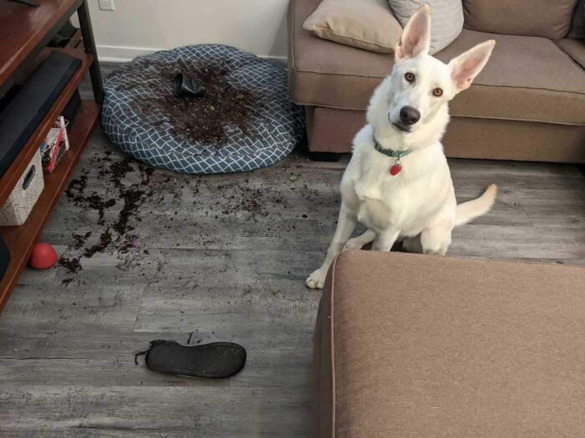 white dog sitting in a living room next to a blue and white patterened dog bed covered in black soil and more soil on the floor