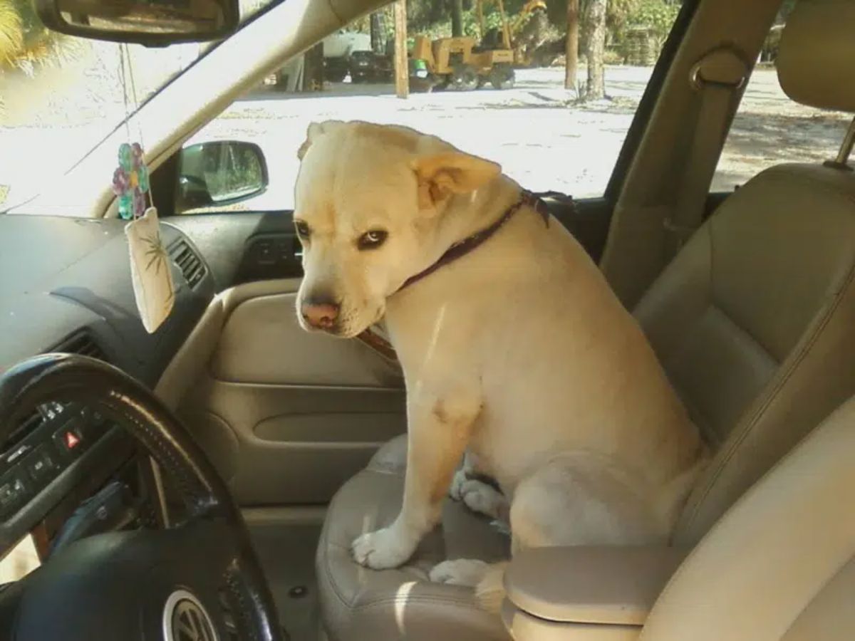 white dog sitting on a passenger seat and glaring at someone