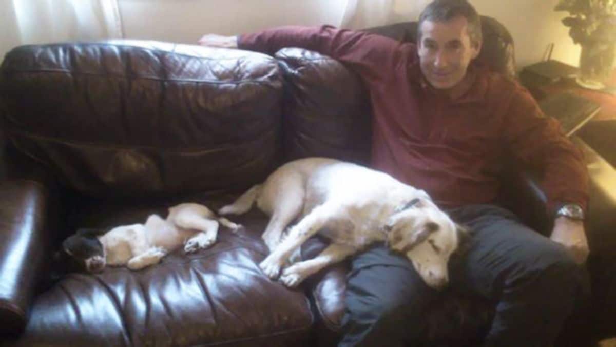 white dog sleeping on a man's lap with a black and white puppy laying on the brown sofa next to the white dog