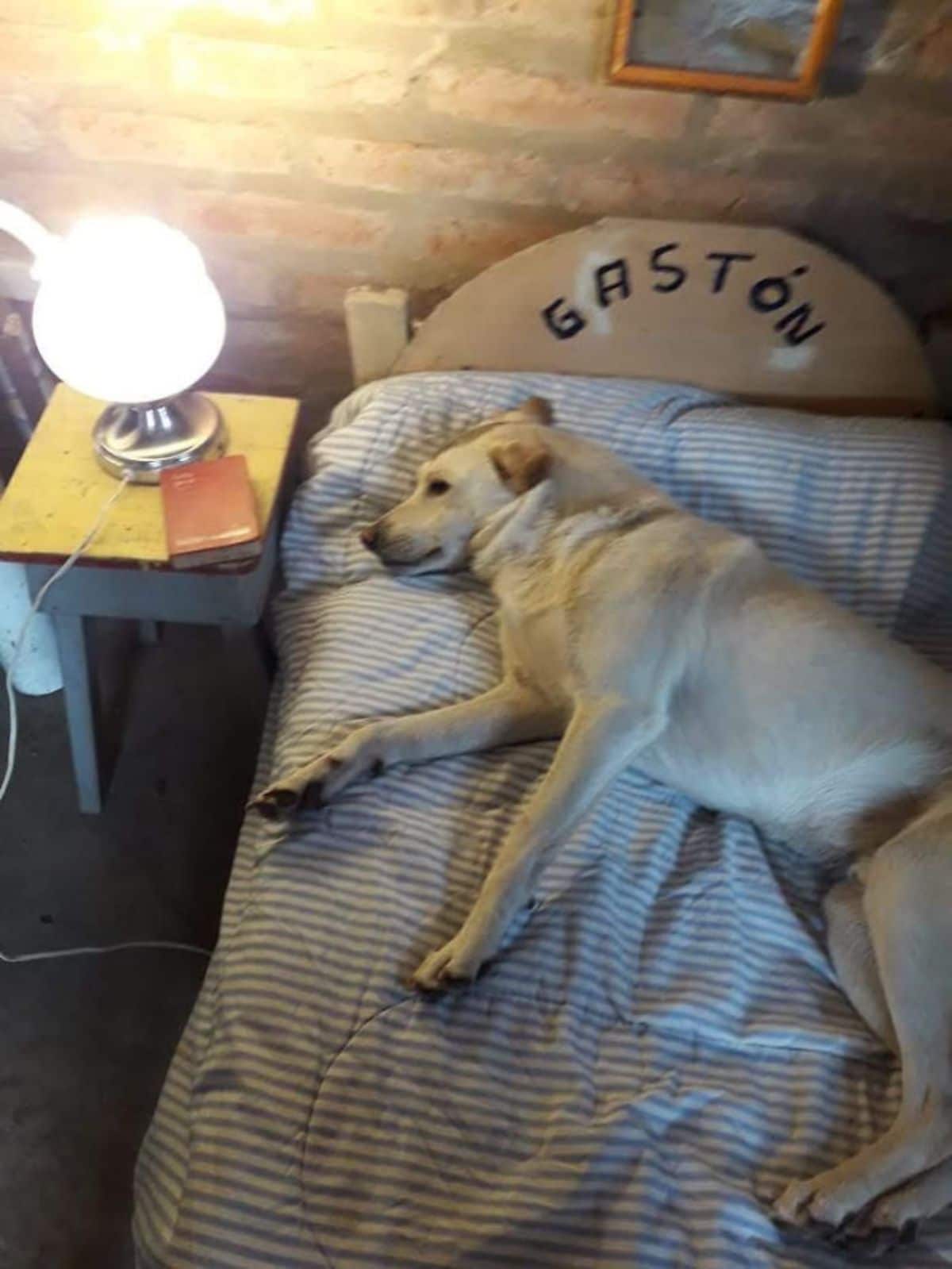 white dog sleeping on its own bed with its own night lamp