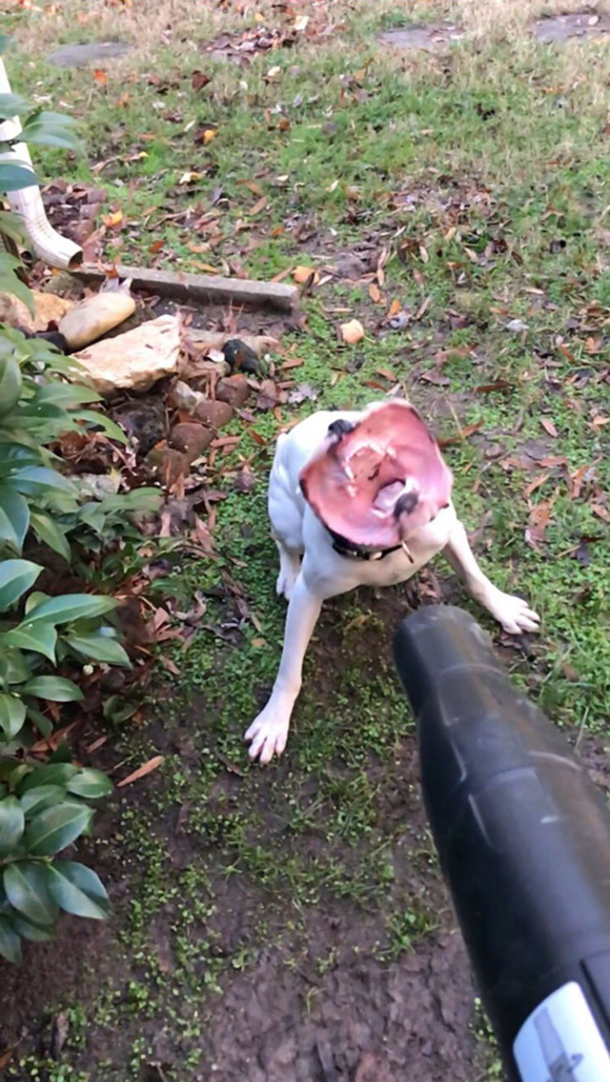 white dog standing on grass getting the lips blown back with a leaf blower