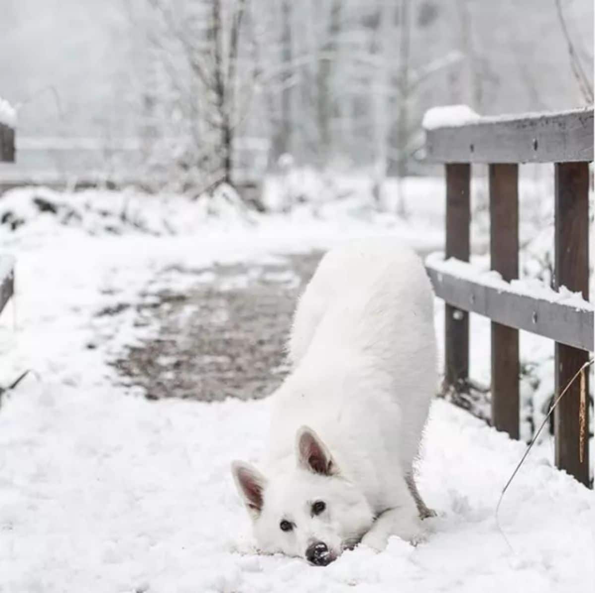 white dog standing with chin on the snow