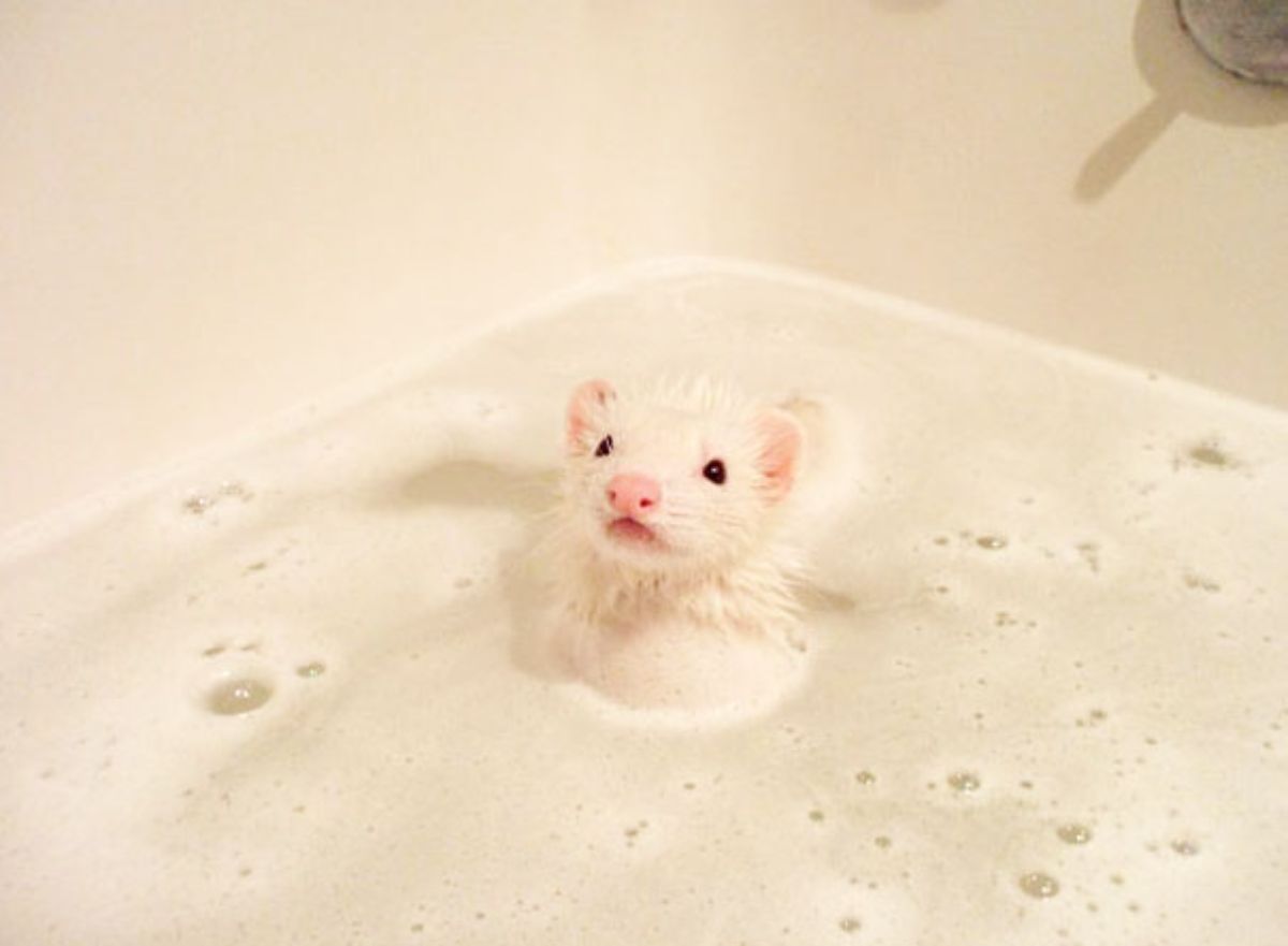 white ferret in a soapy bathtub