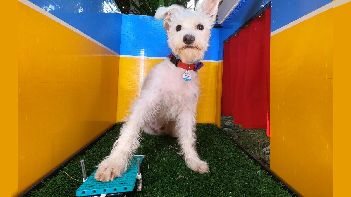 white fluffy dog pressing a light blue pedal while sititng in the middle of a yellow blue and red booth with grass underneath