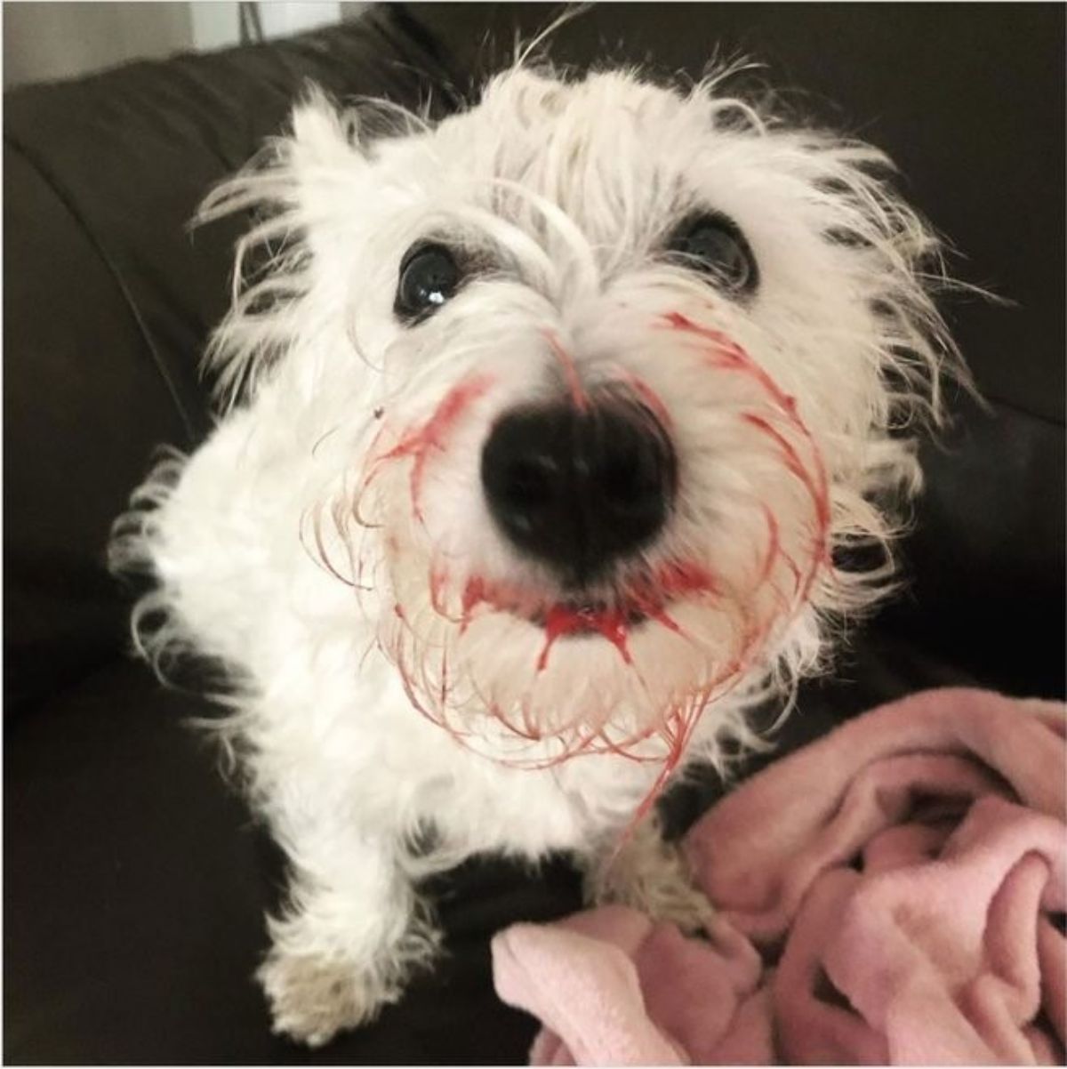 white fluffy dog with pink smoothie all over the face