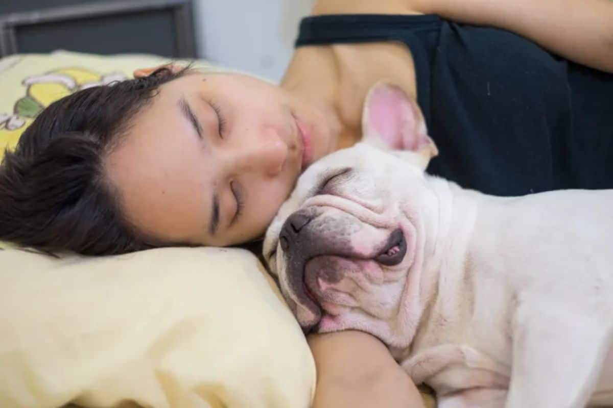 white french bulldog sleeping on a sleeping woman's arm