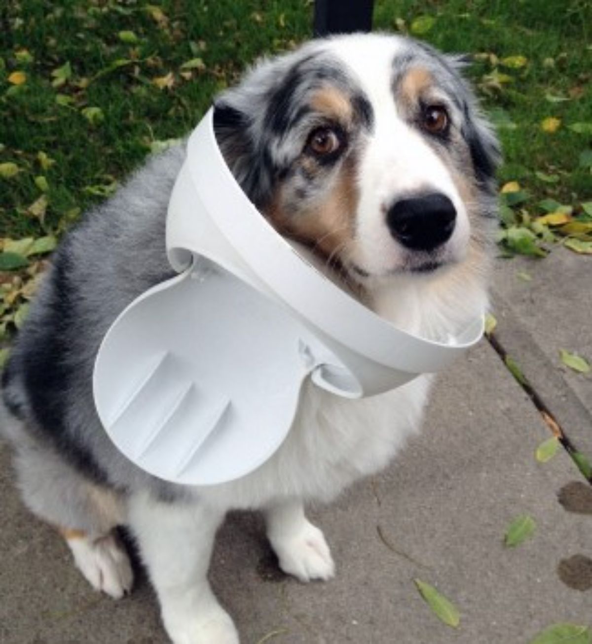 white grey and brown australian shepherd with the top of a white trash can stuck around the neck