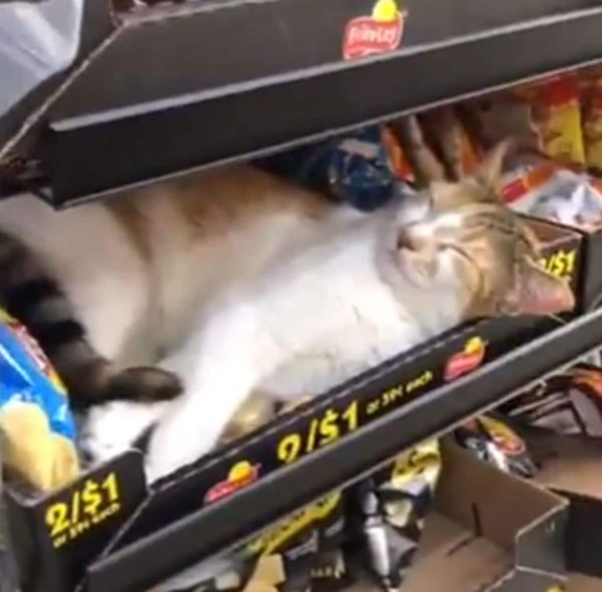 white orange and black cat sleeping in a box with food packets in a store