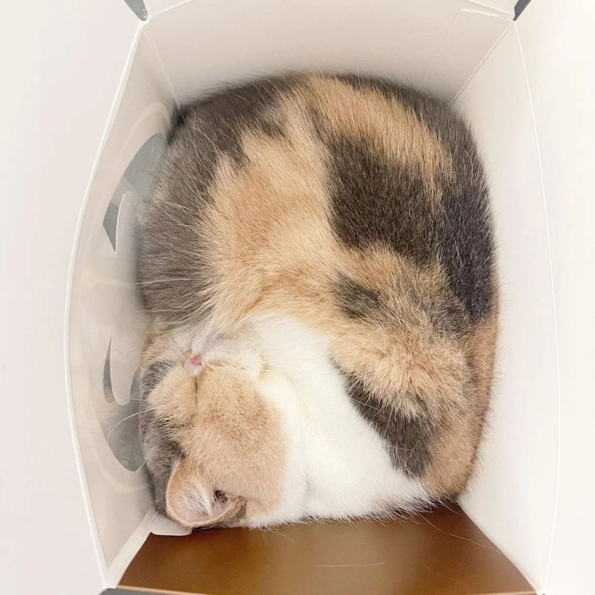 white orange and black cat sleeping inside a plastic tub