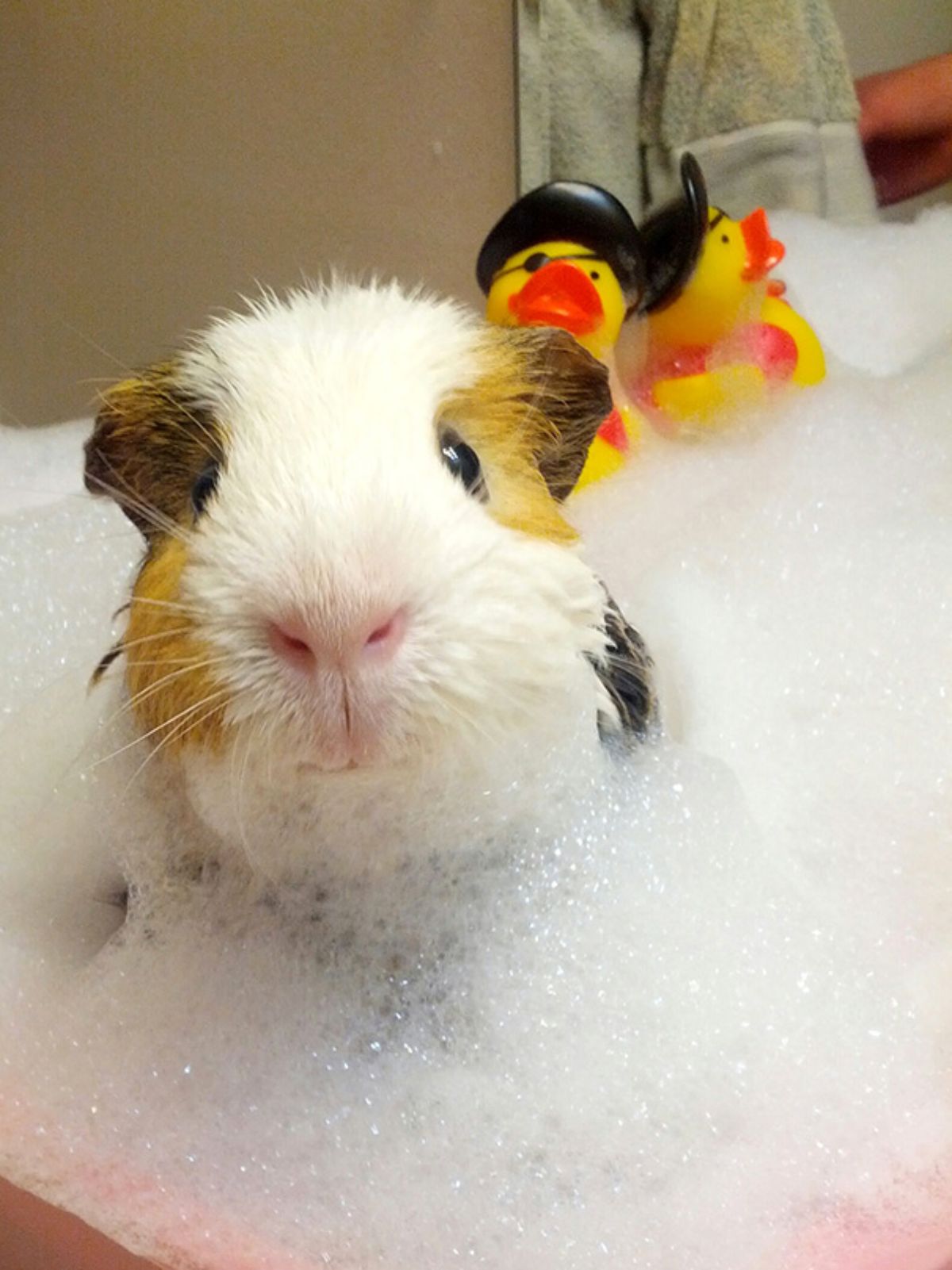 white orange and black guinea pig in a soapy bathtub