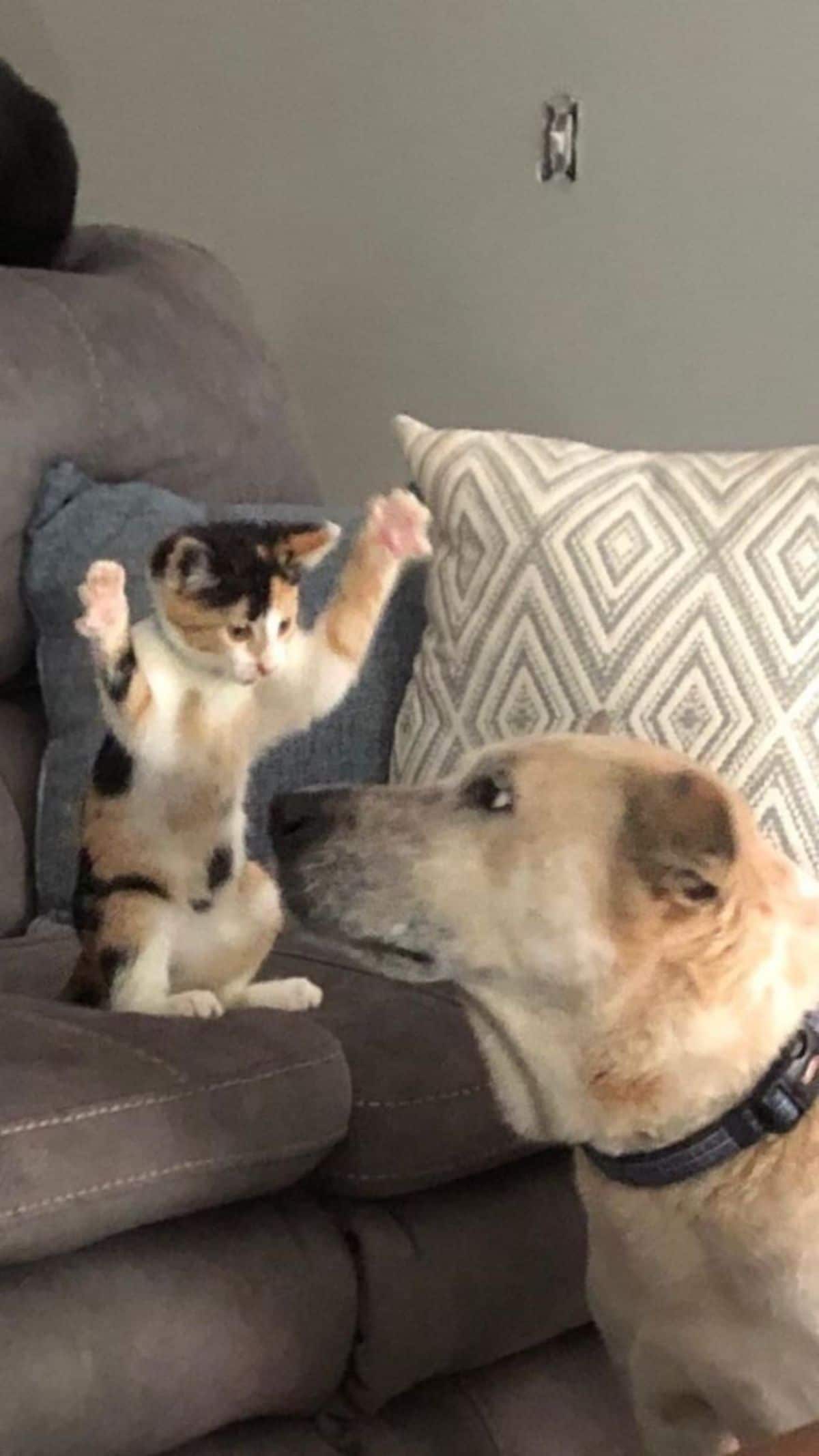 white orange and black kitten getting ready to jump at a brown dog