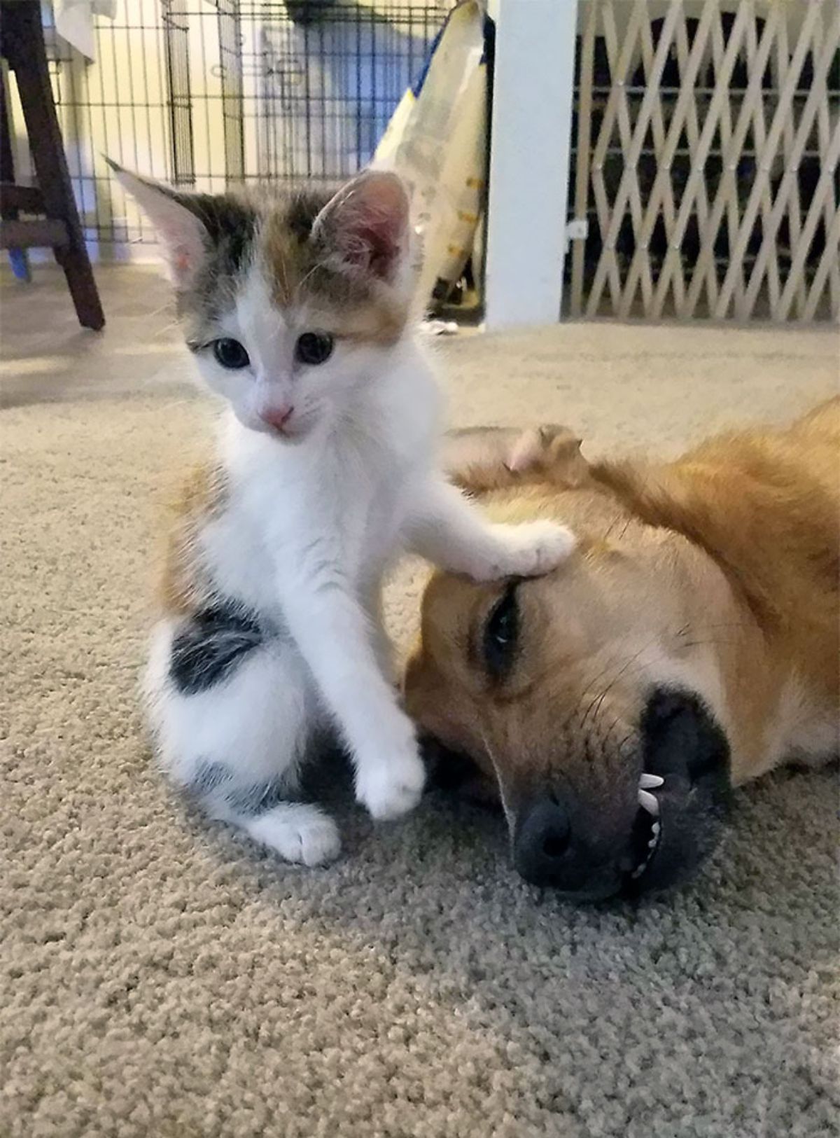 white orange and black kitten laying a paw on a brown dog's face and the dog is snarling